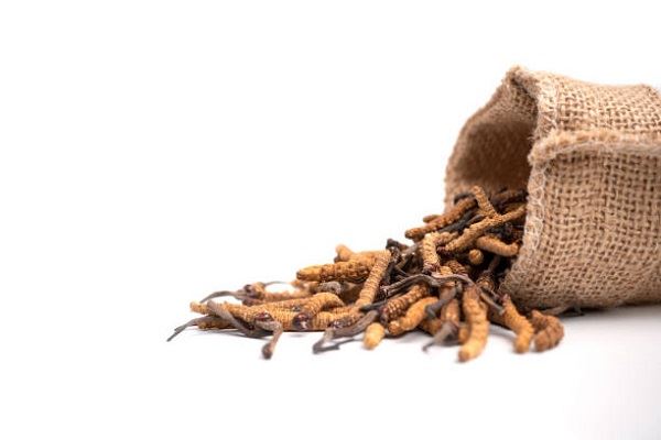 Πώς να εξαγάγετε πολυσακχαρίτη και cordycepin;