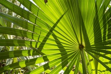 5 Οφέλη του Saw Palmetto για την υγεία των γυναικών